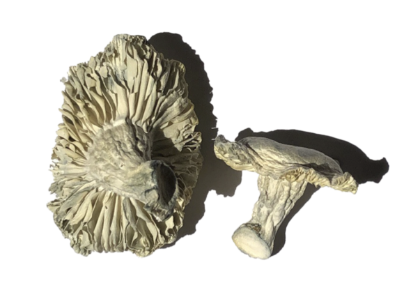 Buy Phobos Magic Mushrooms Strain